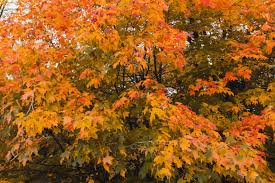 how to grow and care for red maple trees