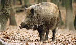 smoking feral hogs and boar