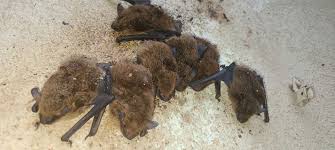 bat removal relocation company near