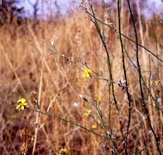 Chondrilla juncea - Wikipedia