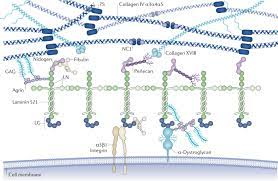 Glomerular Basement Membrane