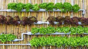10 benefits of vertical gardening