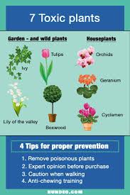 70 Poisonous Plants For Dogs With Tips