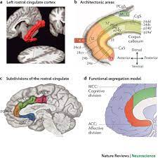 cingulate cortex