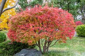 Email us for price and availability (click for contact form). How To Grow And Care For Japanese Maple