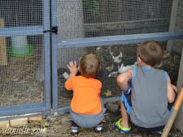 Perhaps more so than when building a chicken coop, the #1 thing you should keep in mind with your duck house is it needs to be safe from predators. Diy Duck Run How To Build A Predator Proof Space For Your Ducks Or Chickens Diy Danielle