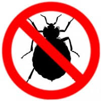 how to stop bed bugs bed bug control