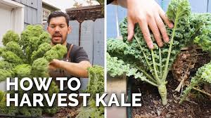 how to harvest kale cut and come again