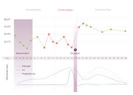 What Is The Menstrual Cycle Menstrual Cycle Phases