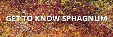 get to know the humble mighty sphagnum