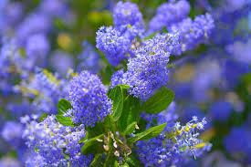 Spring In Southern California