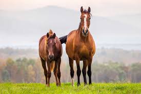 nutrient requirements for horses update