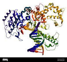 Adn polimerasa I. Una enzima que participa en la replicación del ADN Fotografía de stock - Alamy