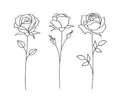rose drawing images browse 4 217 273