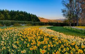 קרא חוות דעת על ‪gibbs gardens‬. Photos The Usa S Largest Daffodil Display In Bloom Frommer S