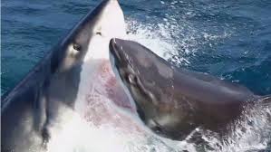 Two types of shark attacks, three survivors. Great White Shark Fight Caught On Film The Islander Kingscote Sa