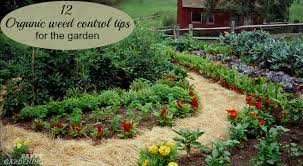 Organic Weed Control Tips For Gardeners