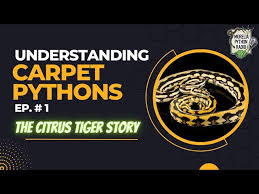 understanding carpet pythons the