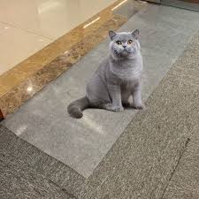 anti scratch cat scratch protector mat