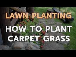 how to plant carpet gr you