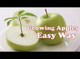 Now make an identical cut on the apple tree. How To Grow An Apple Tree From Seed Youtube