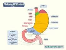 antrum-ve-korpus-ne-demek