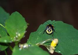 boric acid stink bugs ehow