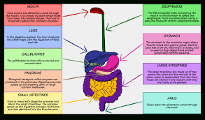 Topic 6 1 Digestion And Absorption Amazing World Of