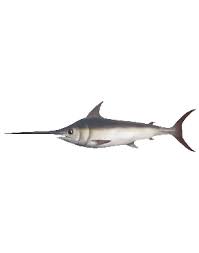 swordfish nutrition facts health