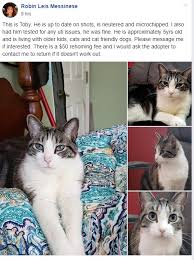 To learn more about each adoptable cat, click on the i icon for some fast facts or click on. Finding Someone To Adopt Your Pet Friends Of Jacksonville Animals