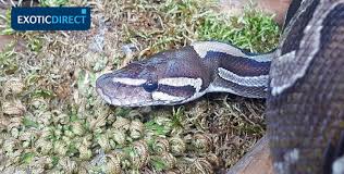 use python snake bedding