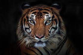 tiger images browse 820 392 stock