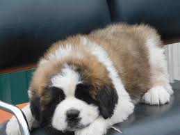 Explore 10 listings for st. Dog Breeder Riverdale Mi Dog Breeder Michigan Puppy Pawz Michigan Puppypawzmichigan Com