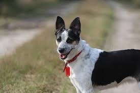 ultimate rat terrier puppy ping