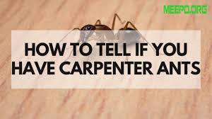 carpenter ant s