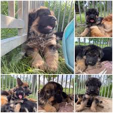 After a few nights of interrupted sleep. German Shepherd Puppies For Sale In Germany Europe