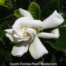 Gardenia Bush