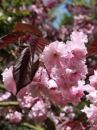 Dwarf Flowering Cherry Tree Trees