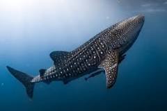 Do all whale sharks eat humans?