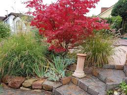 Start studying ericaceous shrubs & trees. How To Grow Japanese Maples Acers Saga