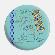 dna double helix chemical formula
