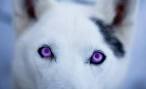 purple-eyed