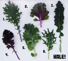 Types Of Kale Chart Google Search Kale Salad Kale