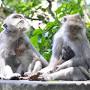 Monkey Temple Bali from www.hotels.com