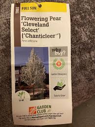 cleveland select pear tree bad idea