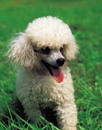 toy poodle haircuts diffe haircuts