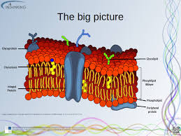 membrane structure 1 3