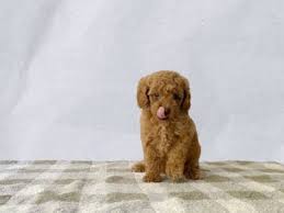 toy poodle puppies pets in
