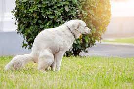 5 home remes for dog constipation