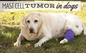 mast cell tumor in dogs diagnosis